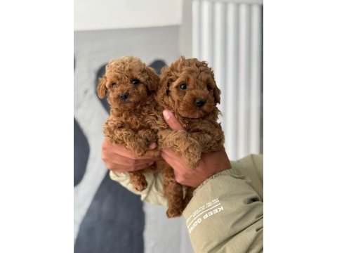 Tea cup poodle ırk garantili