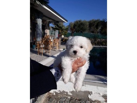 Kar beyaz maltese yavrular