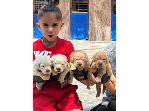 Sevimli golden retriever yavruları