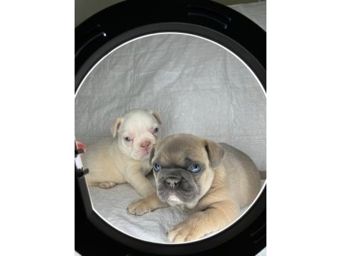Türkiyenin en iyi french bulldog yavrularından