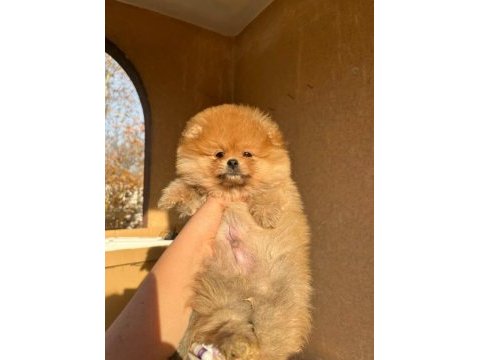 A kalite pomeranian bebeğimiz