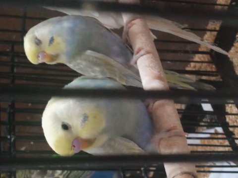 Yeni yeme düşen rainbow muhabbet kuşu yavrular