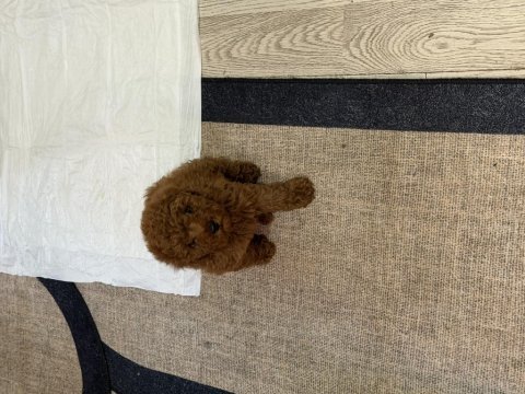 Poodle sahiplenmek 3 aylık