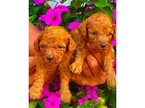Toy poodle yavruları