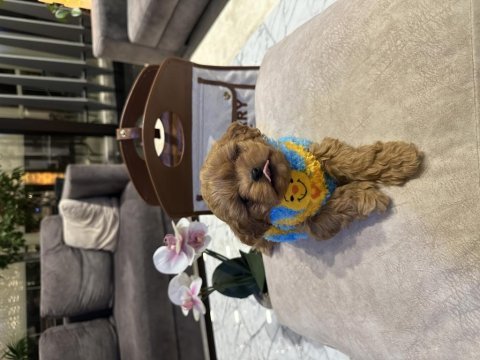 Gerçek micro kore maltipoo