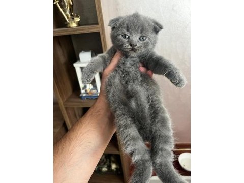 Scottish fold kedisi