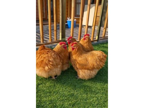Buff orpington cinsi tavuk kuluçkalık yumurta ve civciv