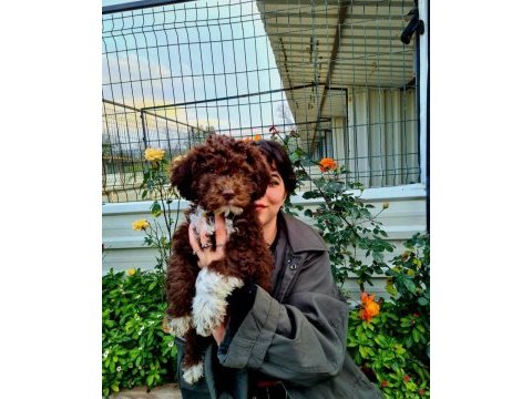 Mantar avcısı lagotto romagnolo yavrular