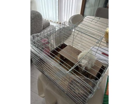 Yavru safkan coronet guinea pig kafesi yemi her şeyi mevcut