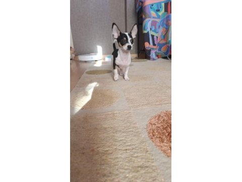 3 aylık erkek chihuahua yavrusu