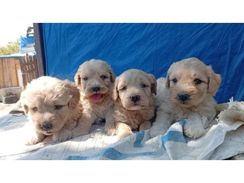 Maltipoo bebiş köpekler
