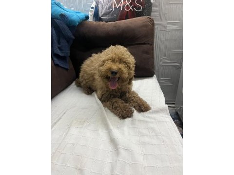 5 aylık dişi poodle