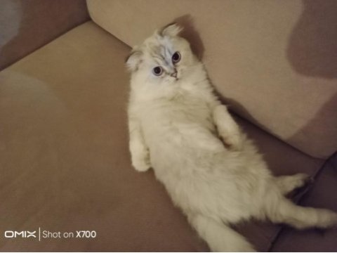 Ücretsiz scottish fold ona iyi bakabilecek sıcak yuva acil