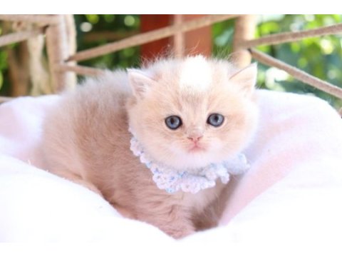 Safkan blue golden erkek yavru kedimiz