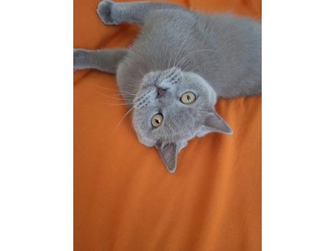 British shorthair 5 yaşında erkek ankara