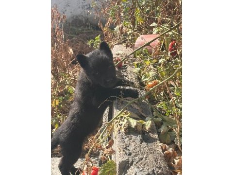 A+ kalite belçika kurdu yavruları