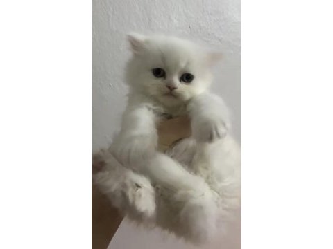 British longhair kedisi
