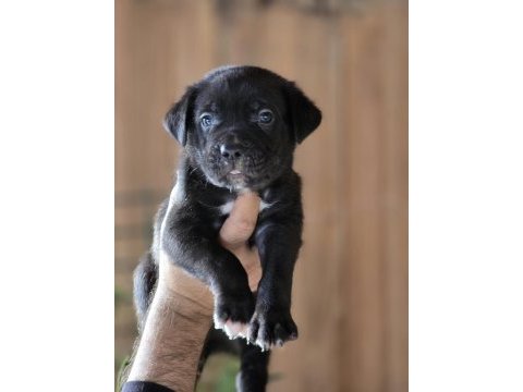 Cane corso yavruları