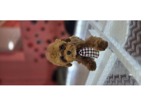 Anne kore baba kore teddy face en kaliteli poodle bardak boy