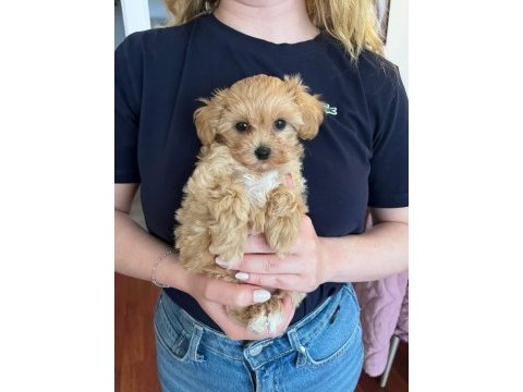 Maltipoo yavruları evde büyüyen bebeklerim