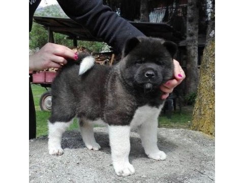 Show kalite amerikan akita yavrularımız