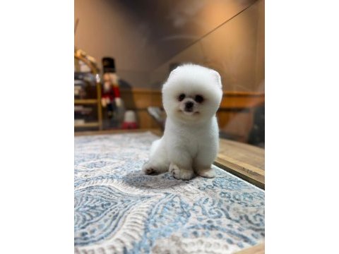 Sağlık ve ırk garantili pomeranian boo
