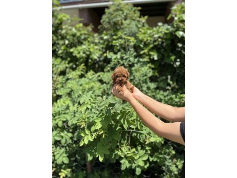 Kore aşılı poodle bebekler