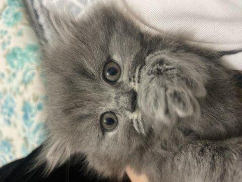 British longhair 25 mart doğumlu