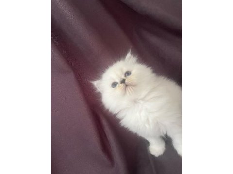 Maviş kar beyaz yavrular british longhair point