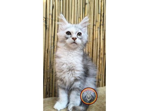 Lo şecereli maine coon kediler