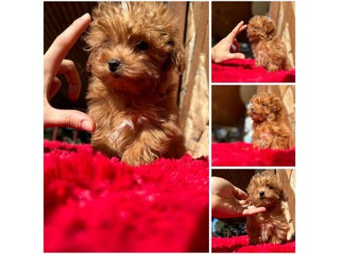 Maltipoo f2 f1 doğru jenerasyon tüy dökmez orjinal
