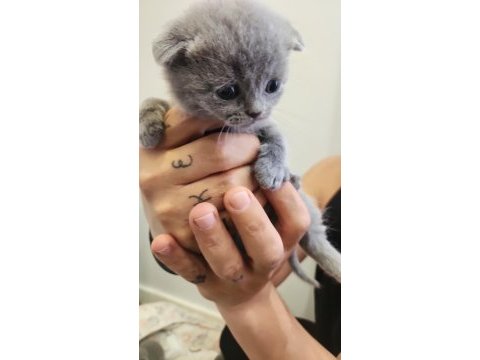 Kedilerimiz yeni yuvalarını arıyorlar