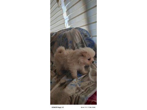 1.5 aylık pomeranian köpekler