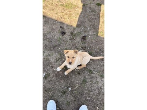 Çok uyguna yavru köpekler