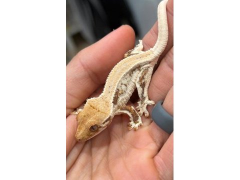Sağlıklı crested geckolar