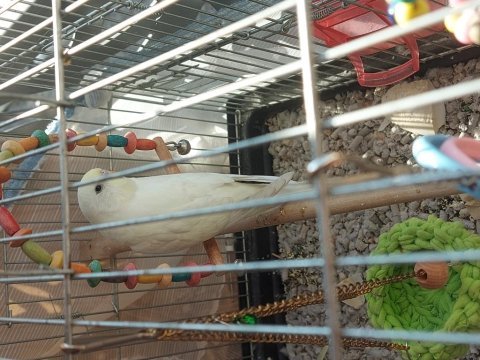 Yavru muhabbet kuşu
