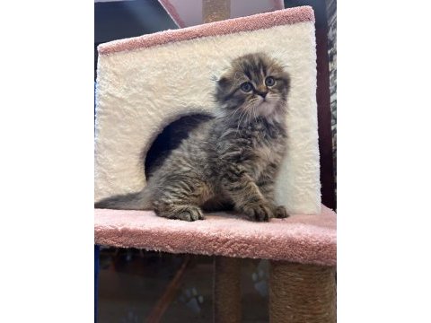 Scottish fold yavru kedimiz