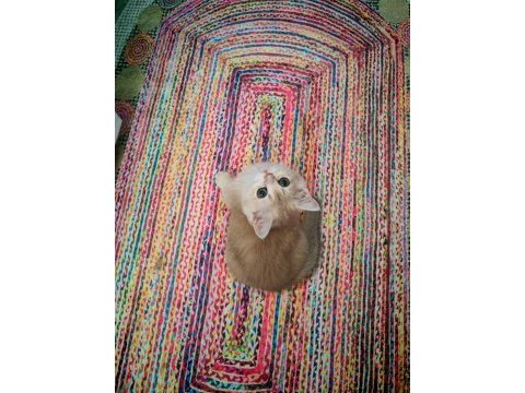Yeşil gözlü blue golden dişi british shorthair