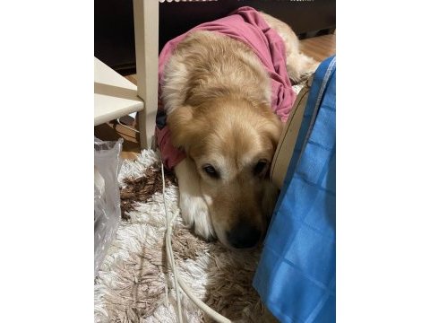 Golden retriever oğlumuza yuva arıyoruz