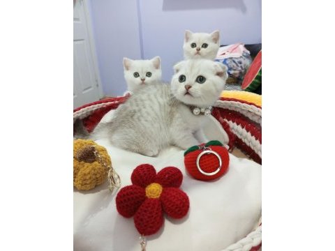 Safkan scottish fold ve straight yavrular catteryden