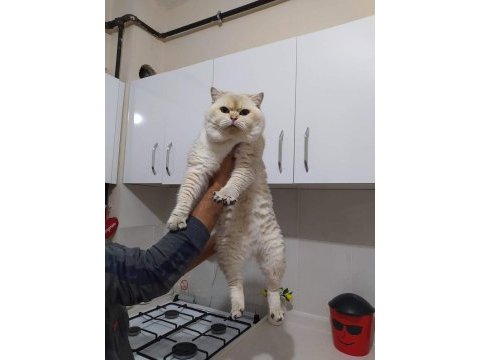 Safkan şecereli british shorthair