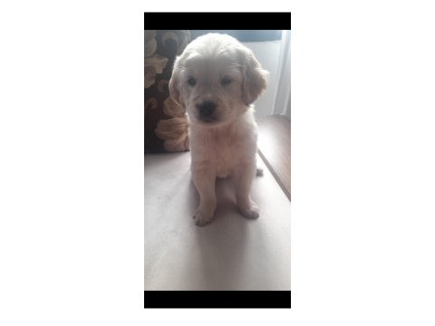 Golden retriever yavrularımız mevcut