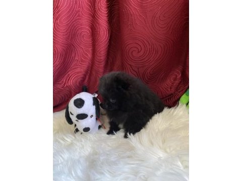 Teacup garantili black tan pomeranian