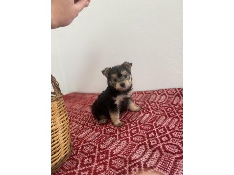 Teacup yorkie baby
