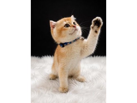 Sevgi dolu oyuncu golden british shorthair yavrumuz