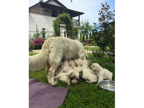 Golden retriever kapıda ödeme hizmetimiz vardır
