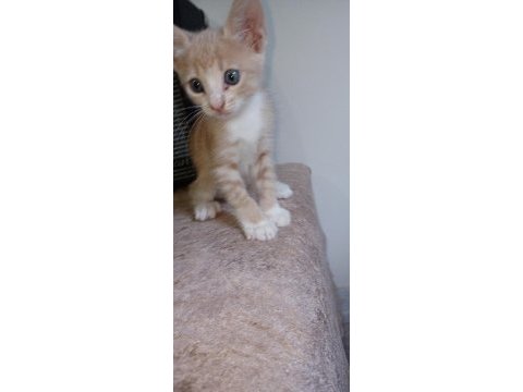 Hayvan severlere ücretsiz kedi sahiplendirme