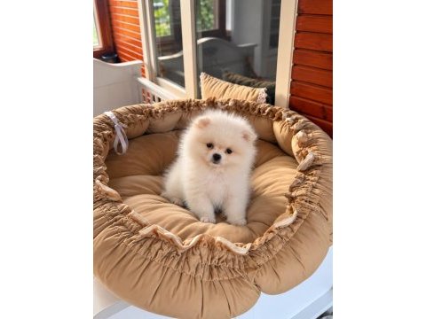 Pomeranian show class 