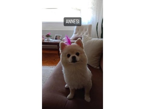 Pomeranian boo 1. sınıf