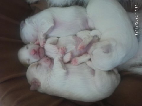Malta terrier 0 numara kaçırmayın.